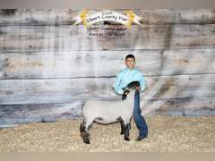 Eli  Gonzalez         Rural Rustlers