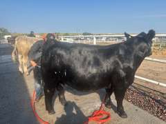 Tucker   Sedlak  Rural Rustlers