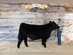 Tucker   Sedlak  Rural Rustlers