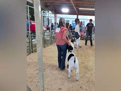 Laina  Offutt  Rural Rustlers 4h Club