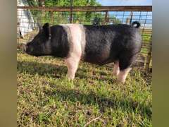 Madison  Wear  Elbert Creekside