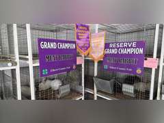 Cade  Tervort  Gold Creek 4-H Club