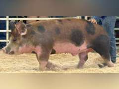 Hezekiah  Cabrera  Gold Creek 4-H