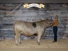 Eva   Stretcher   Rural Rustlers