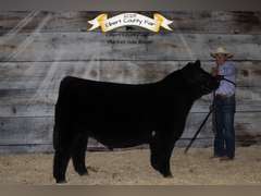 Troy  McWhorter  Ranchin Rookies 4H Club