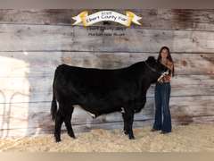 Kelsi  Harr  Rural Rustlers 4H