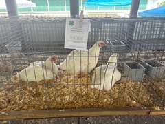 Coalten  Crowner  Running Creek 4H