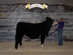 Lexi  Guy  Rural Rustlers 4H