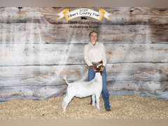 Lily   Hayes  Gold Creek 4H Club