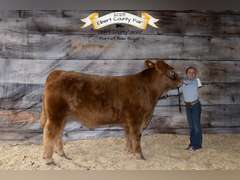 Saige  Carnahan  Kiowa Community 4-H