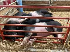 Van  Cutter  Running Creek 4-H Club