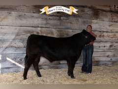 Lauren  Rector  Rural Rustlers 4-H Club