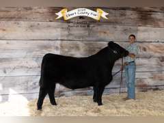 Liam  Anderson  Gold Creek 4H