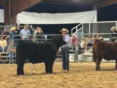 Troy  McWhorter  Ranchin Rookies 4H Club