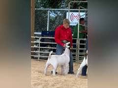 Wyatt  Lindauer  Rattlesnake