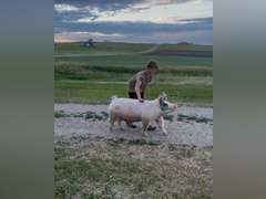 Kolton  Newton  High Plains 4H