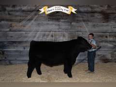 Barrett  Volosin  Rural Rustlers 4-H