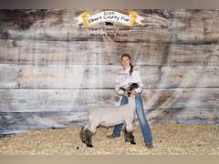 Randi  Carson  Rural Rustlers 4H