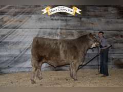 Brant  Volosin  Rural Rustlers 4-H