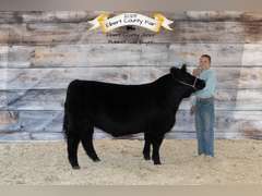 Kellan  Torrence  Rattlesnake 4H