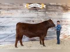 Jackson  Sedlak  Rural Rustlers
