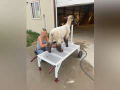 Randi  Carson  Rural Rustlers 4H