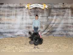 Kezzie  Serven   Ranchin Rookies 4H