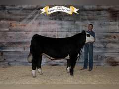 Evan  Guy  Rural Rustlers 4H