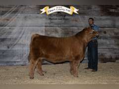 Ashton  Torrence  Rattlesnake 4H
