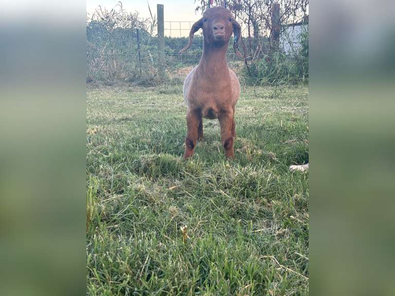 Colton   Scofield  Southern FFA