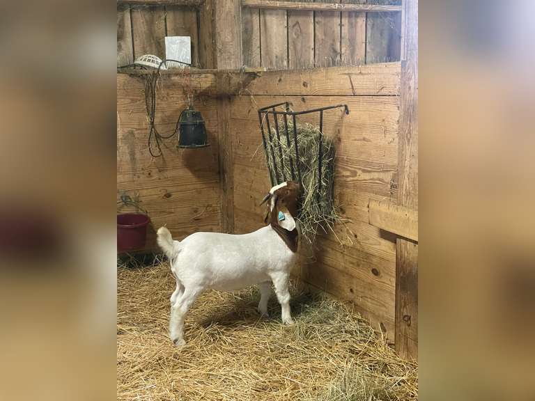 Meredith  Futch  Kinder Farm Park 4-H
