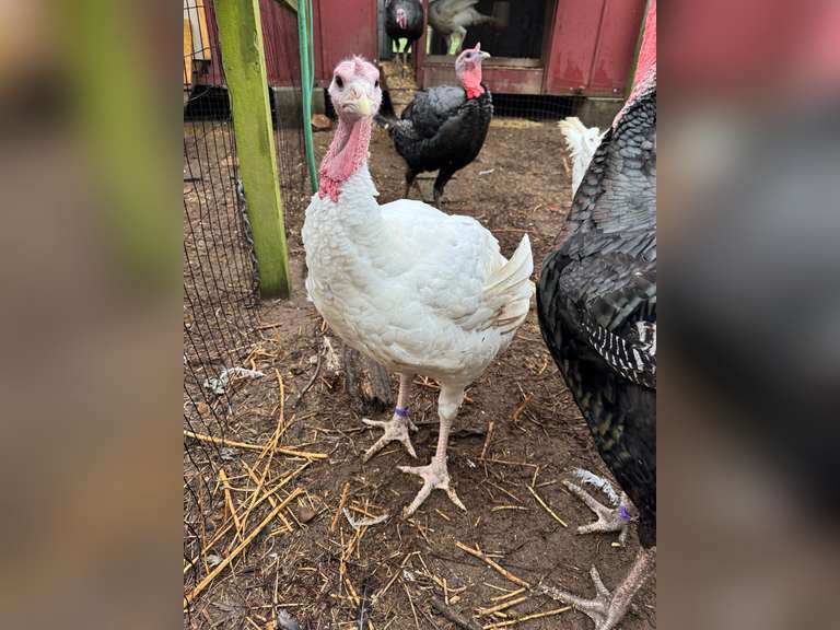 Hadley  Septembre  4H Kinder Farm