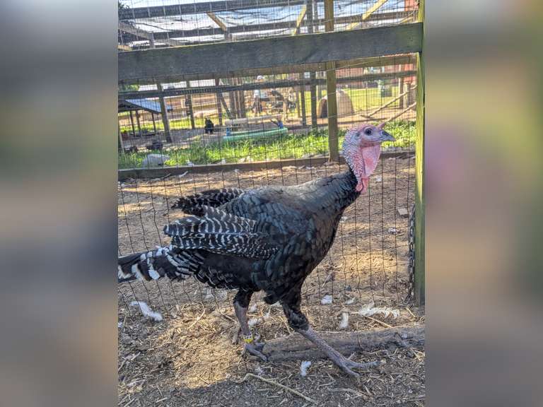 Alice   Collins  Kinder Farm Park 4-H Livestock Club