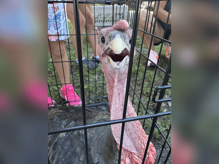 Lily  Lawrence  Kinder Farm Park 4H