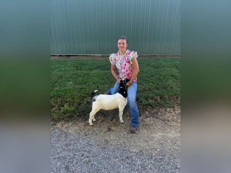 Maci  Childress  Harwood 4H