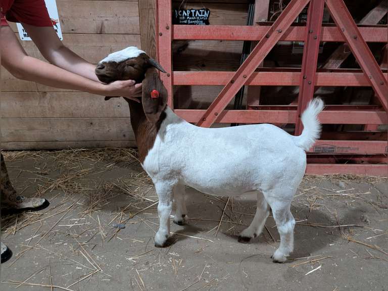 Elsie  Hoy  Kinder Farm Park 4-H Club