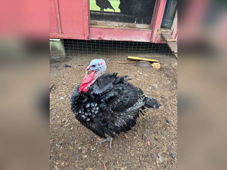 Nolan  Lyons  kinder farm park 4H