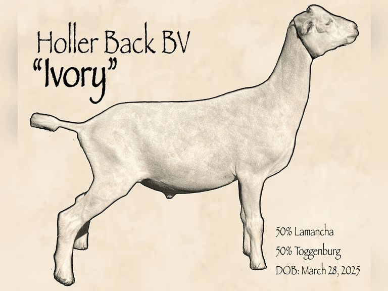 Allison  Bullock  Anne Arundel Dairy Leasing