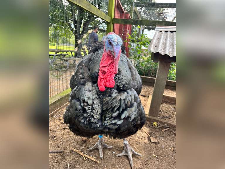 Lucy   Perkowski  Kinder Farm Park 4H