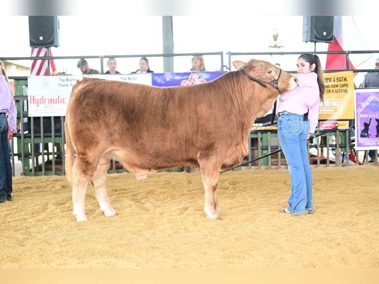 Ariella Dunzz James Madison FFA
