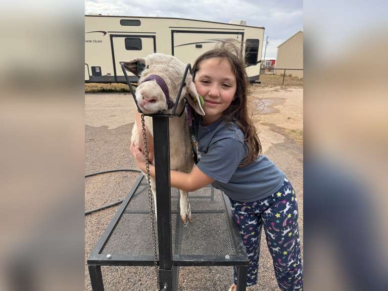Liberty   Stemmer  Midland County 4H