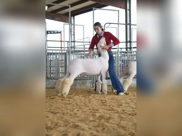 Stephanie Garza James Madison FFA