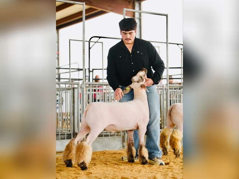 Jonathan Alaniz James Madison FFA