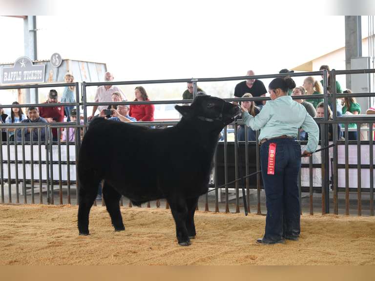 Chloe Aparicio James Madison FFA