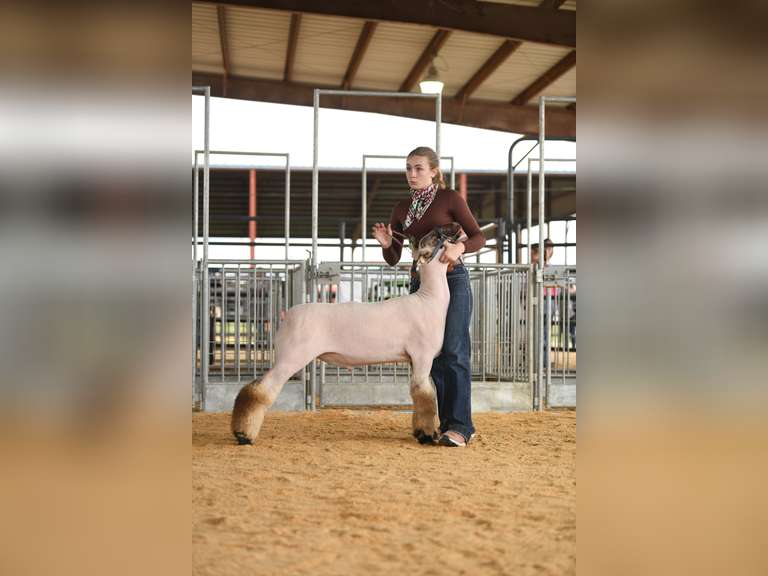 Harley Coxson James Madison FFA
