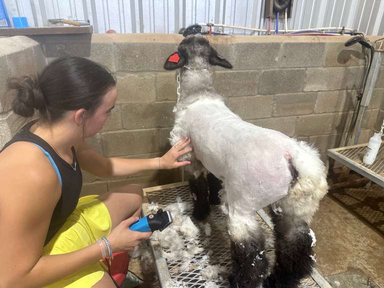 Kimber  Beggs  Midland County 4H