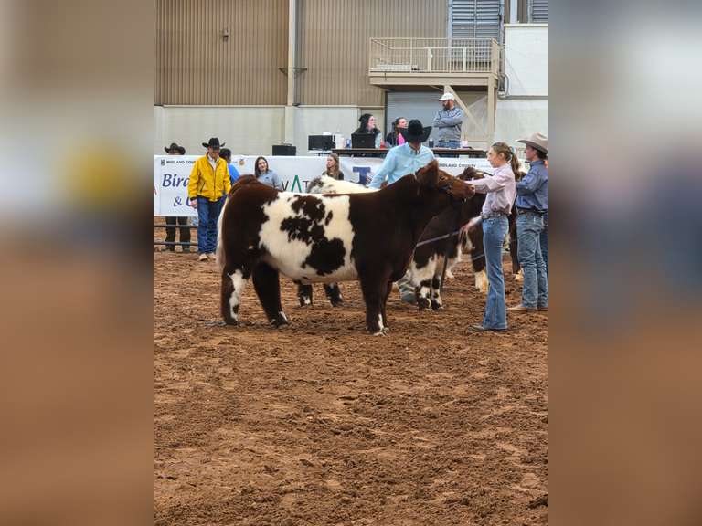Macy  Welch  Midland County 4H