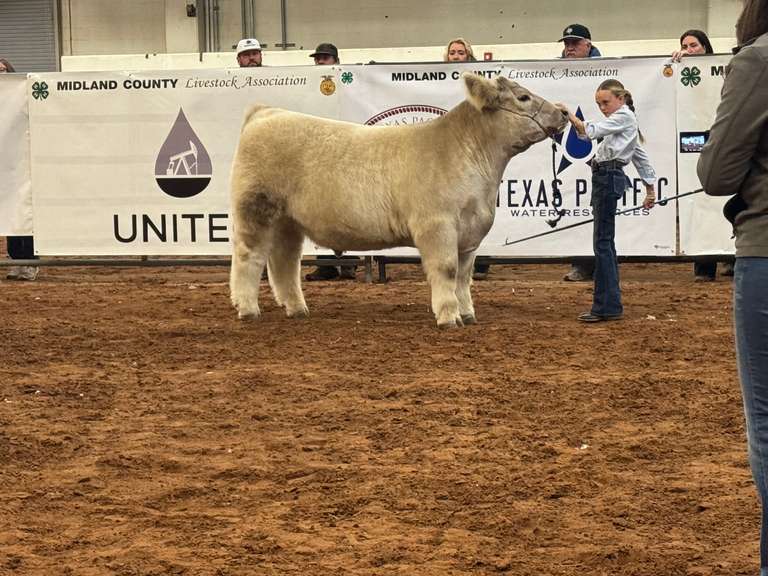 Ryleigh   Wilson  Midland County 4H