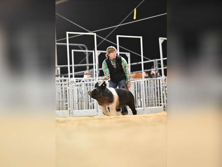 Michael Cazalas James Madison FFA