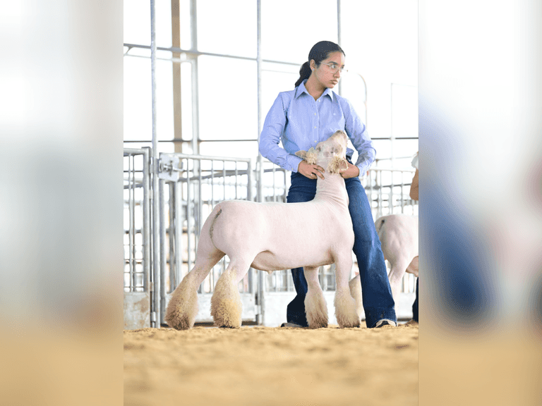 Galiana Castillo James Madison FFA